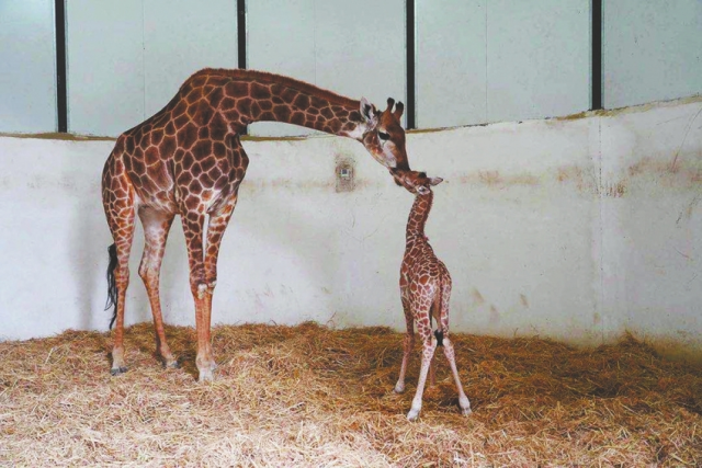 The little giraffe stays with its mother called "Feifei". [Photo by Wang Weiran]