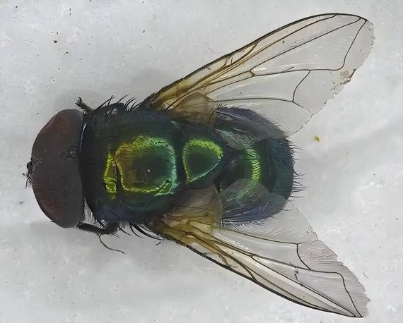 Photo shows an Indian green fly (Photo/China Customs)